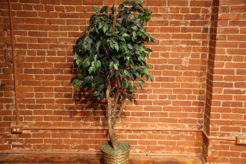 Six Foot Ficus Tree available at Pittsburgh Furniture Leasing