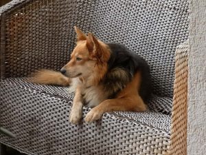 German shepherd sitting on a small outdoor couch