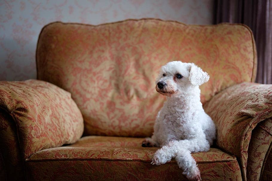 The Best Furniture Fabrics For Your Pets